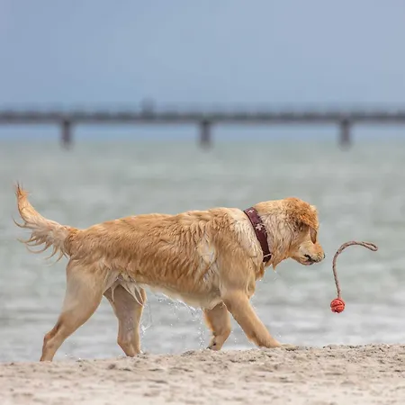 Deichgraf Am Strand Lejlighed